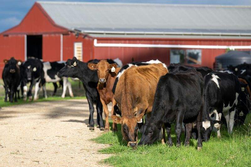 Venta de animales para cebo y reposición
